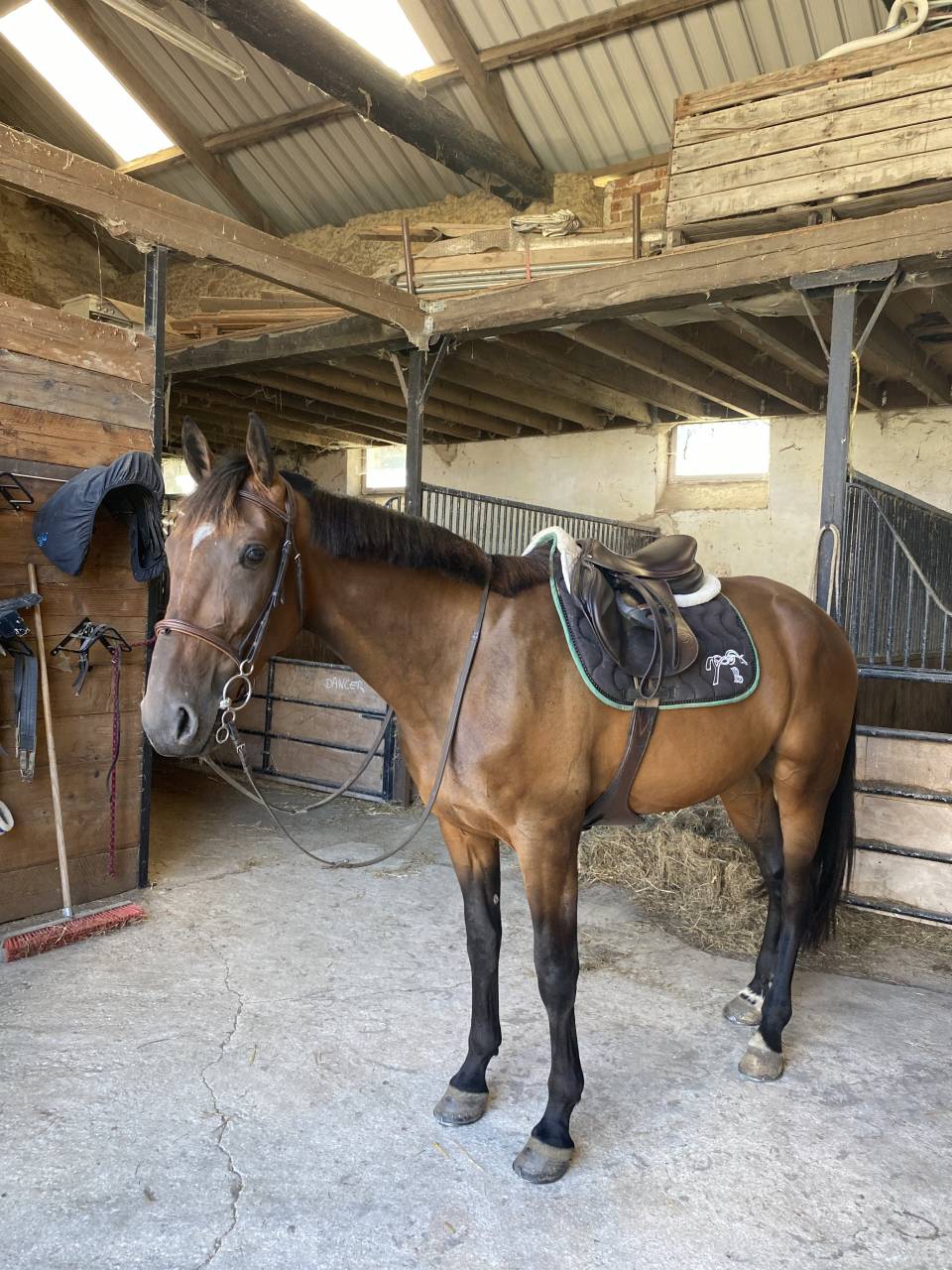 Trotteur à vendre de 4 ans