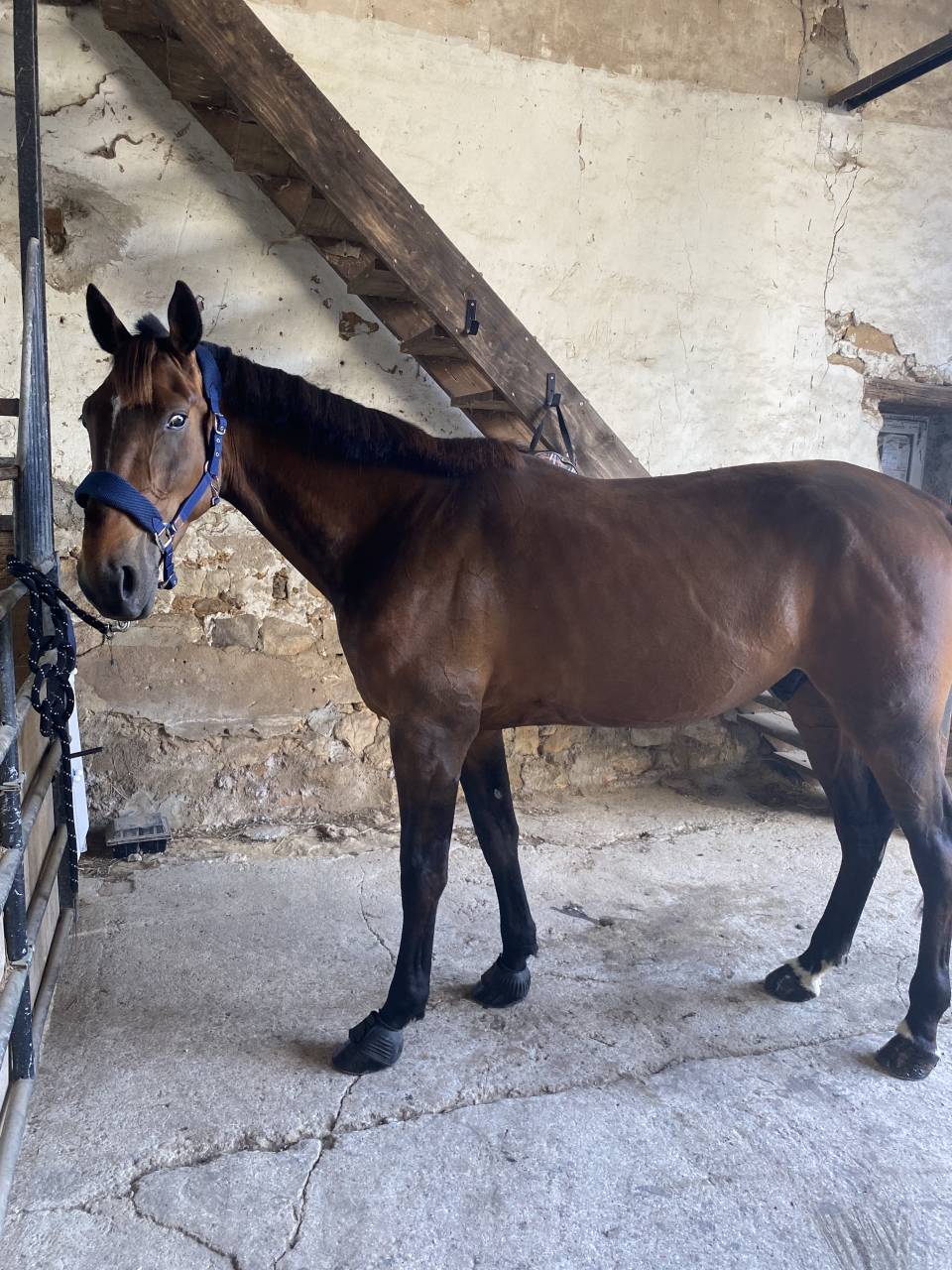 Trotteur à vendre de 4 ans