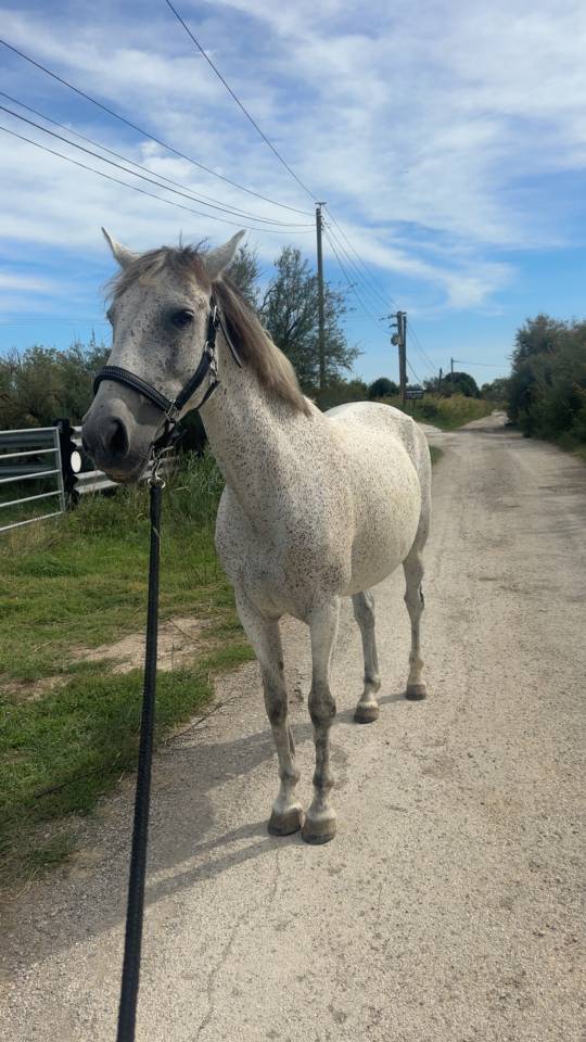 Demi-pension pour pour Niroa - 30 Gard