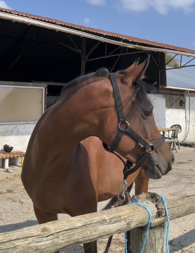 Jument Pur Sang Arabe - 6 ans 