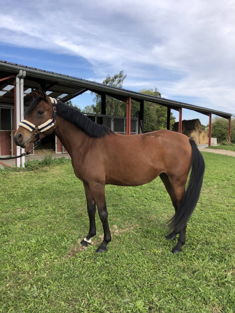 Jument Pur Sang Arabe - 6 ans 