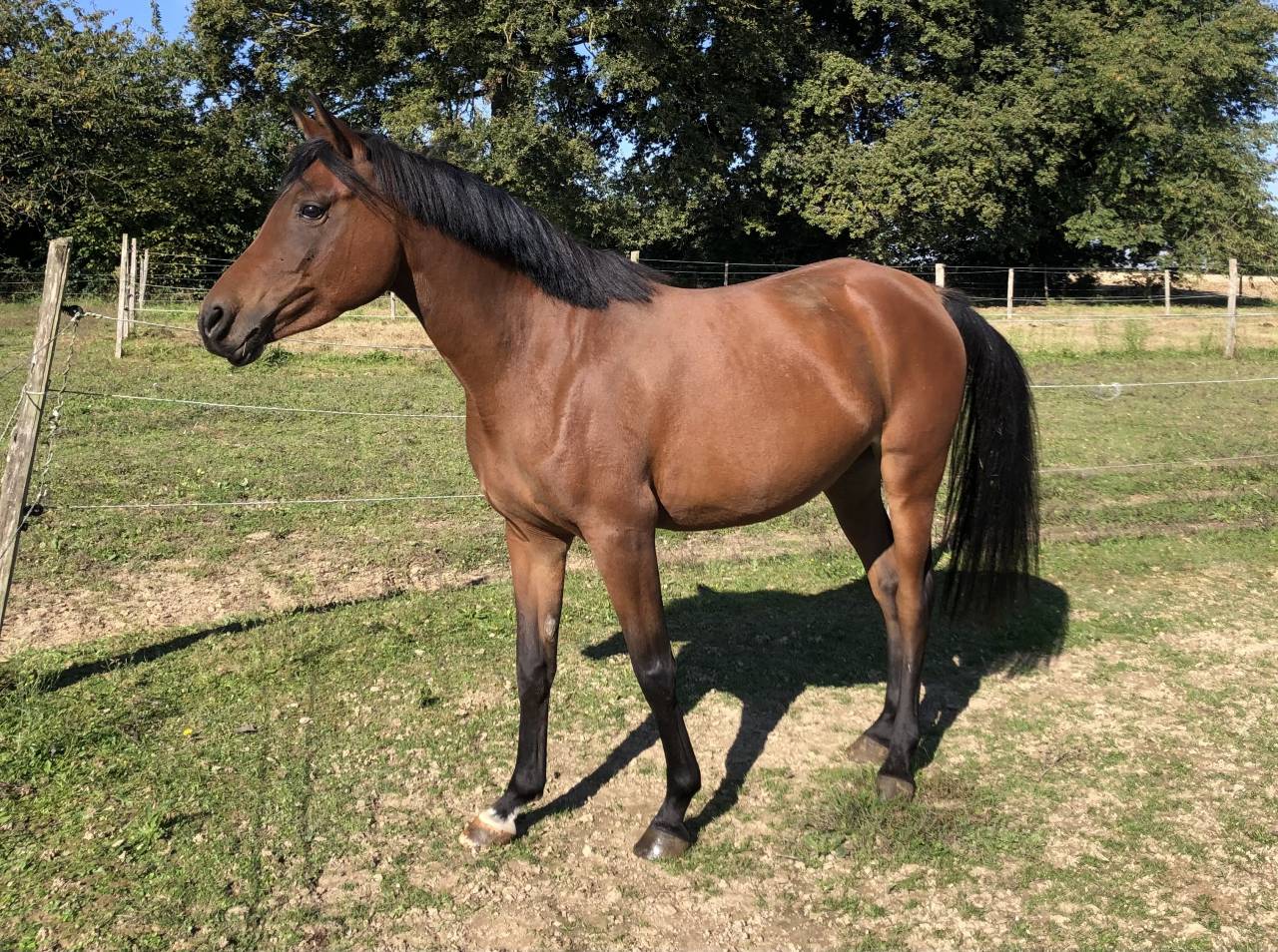 Jument Pur Sang Arabe - 6 ans 