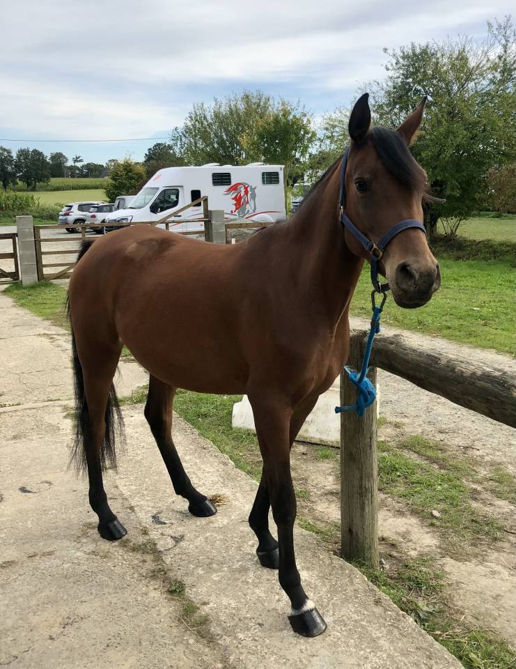 Jument Pur Sang Arabe - 6 ans 