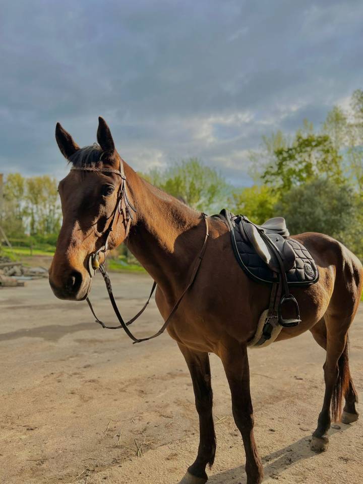 Jument - Lady Venesi - 4 ans - Trotteur Francais 
