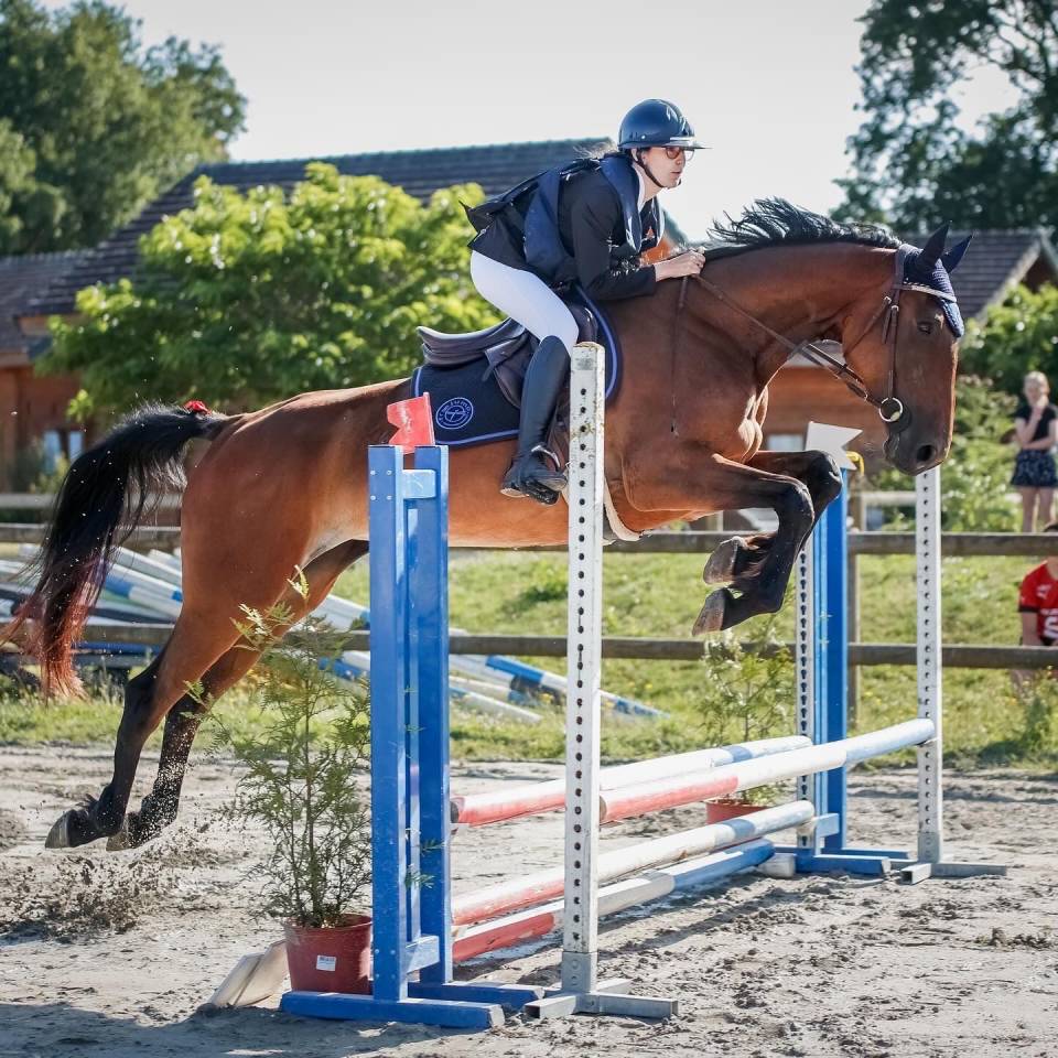 Jument - Lady Venesi - 4 ans - Trotteur Francais 