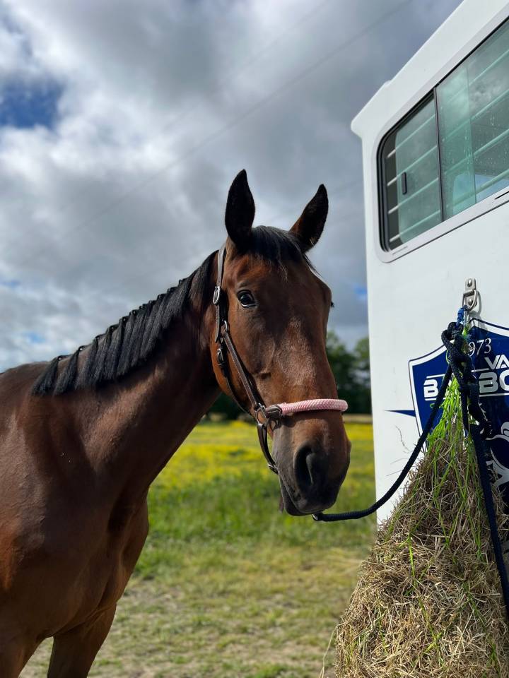Jument - Lady Venesi - 4 ans - Trotteur Francais 