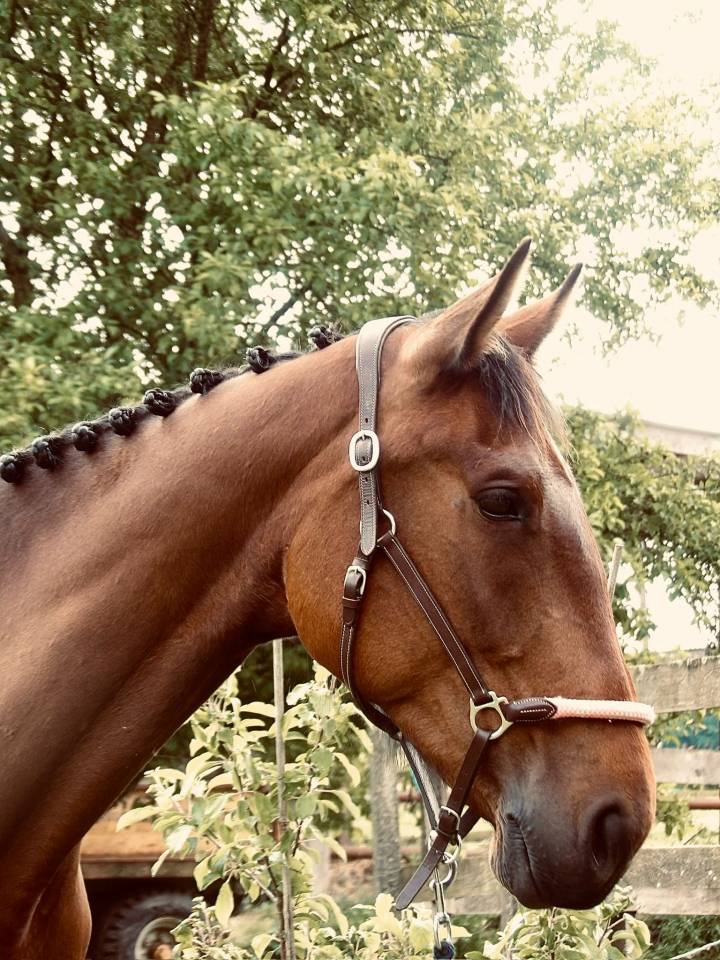 Jument - Lady Venesi - 4 ans - Trotteur Francais 