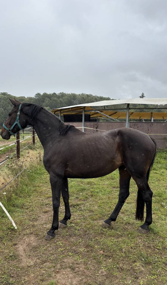 Jument de 7 ans 