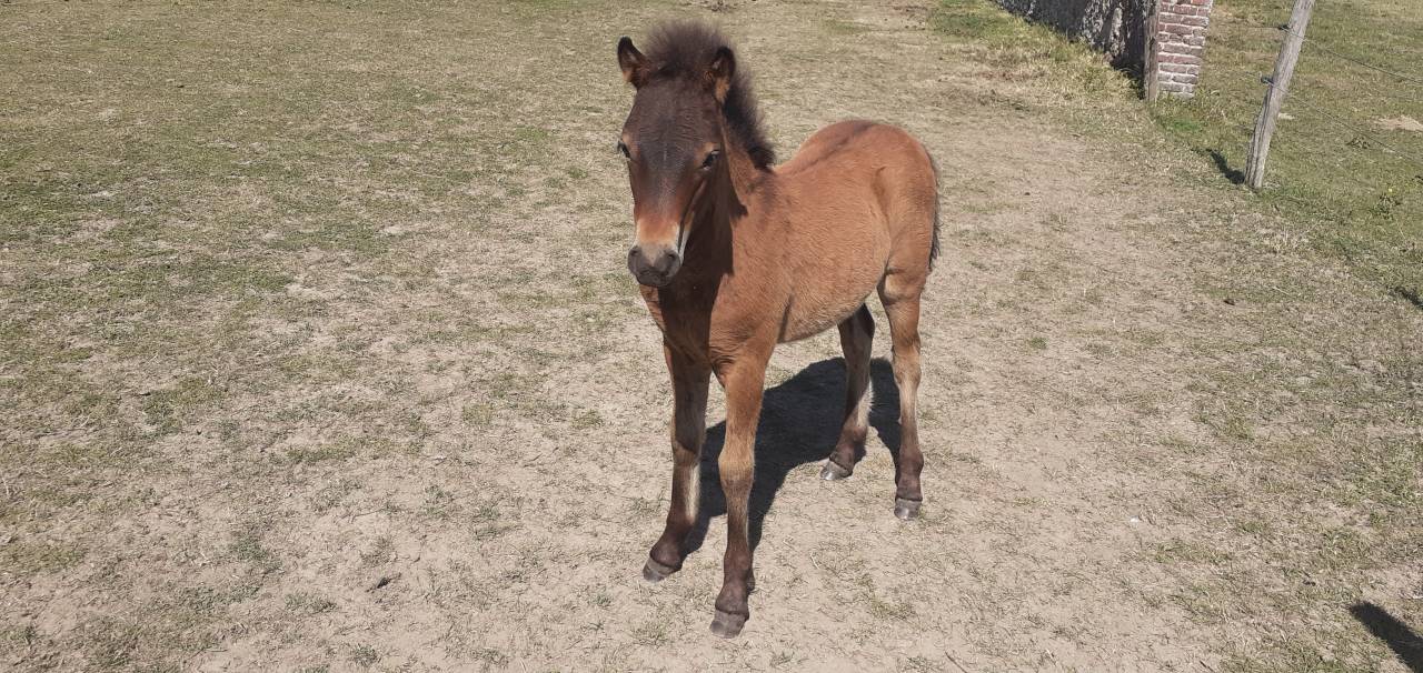 Poulain Dartmoor plein papier