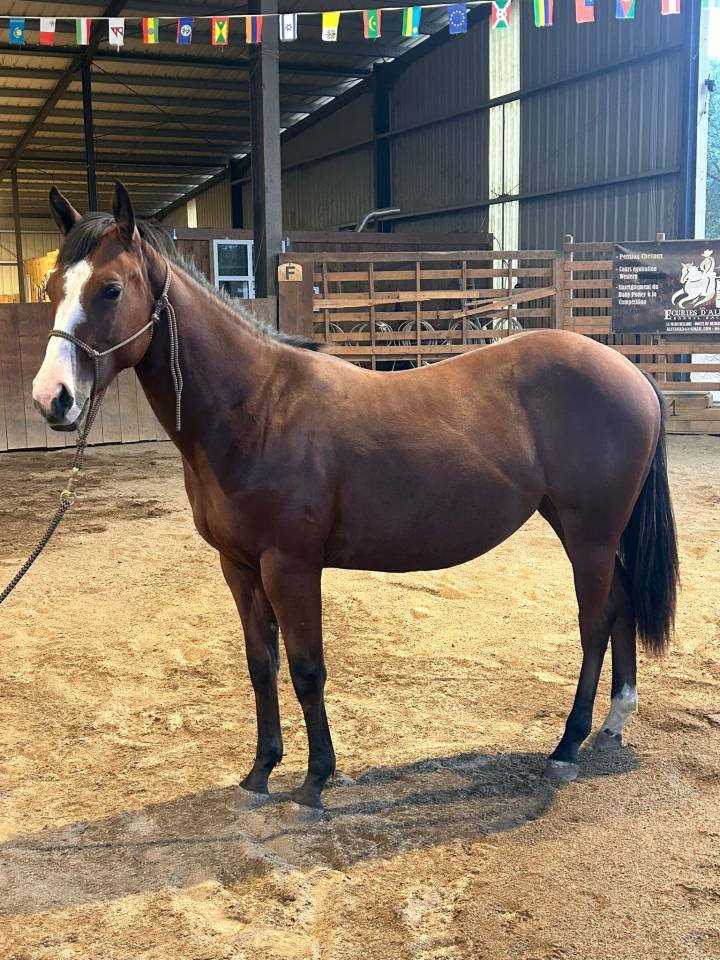 Pouliche Paint Horse aux origines prestigieuses