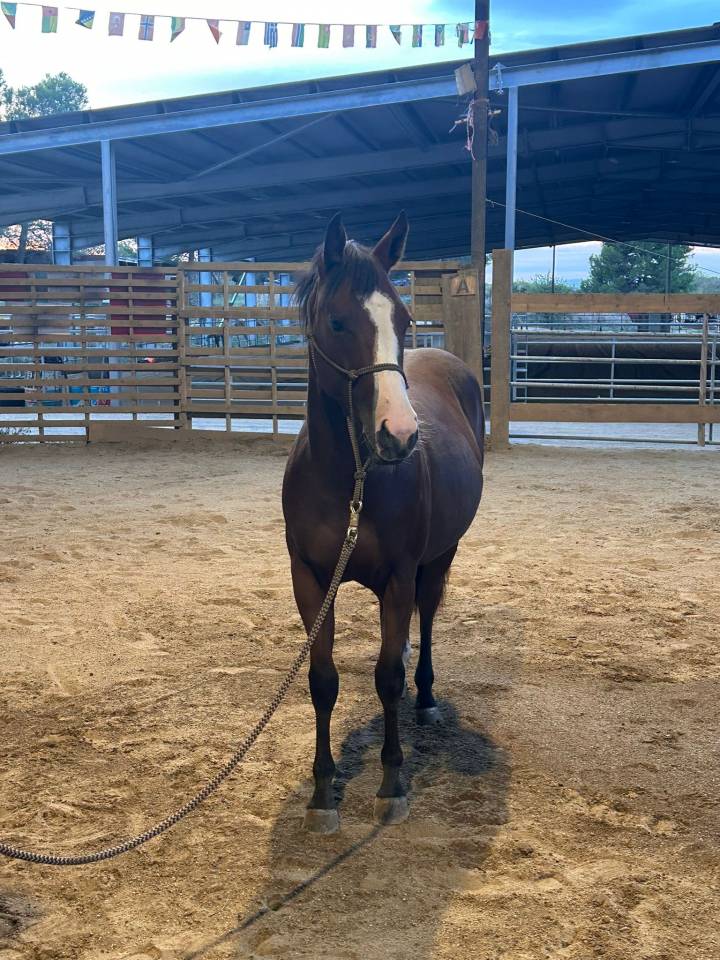 Pouliche Paint Horse aux origines prestigieuses