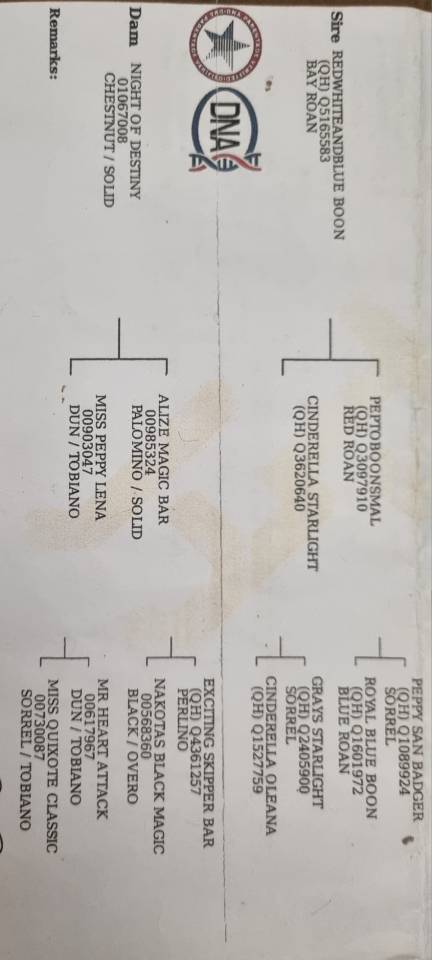 Pouliche Paint Horse aux origines prestigieuses