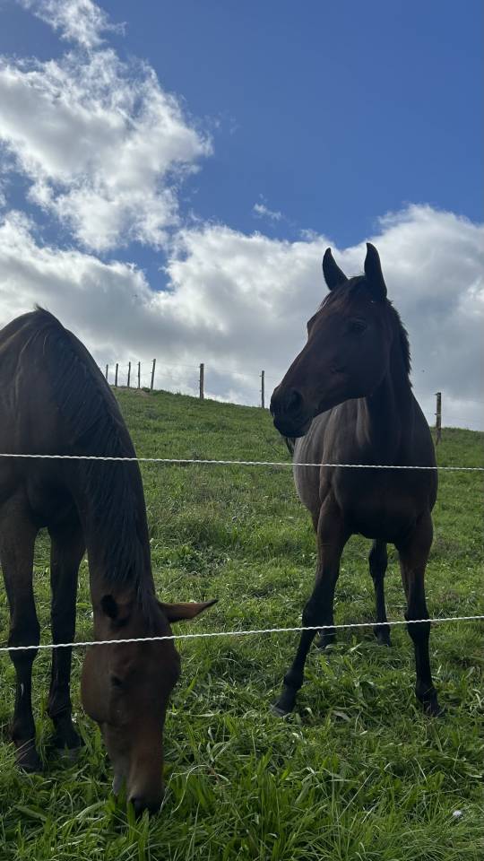 Pension pr&eacute; petit prix 20mn de lyon 