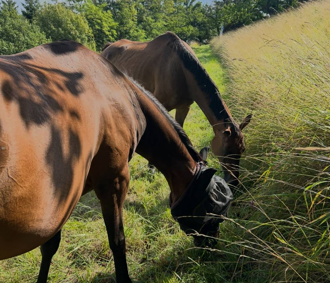 Pension pr&eacute; petit prix 20mn de lyon 