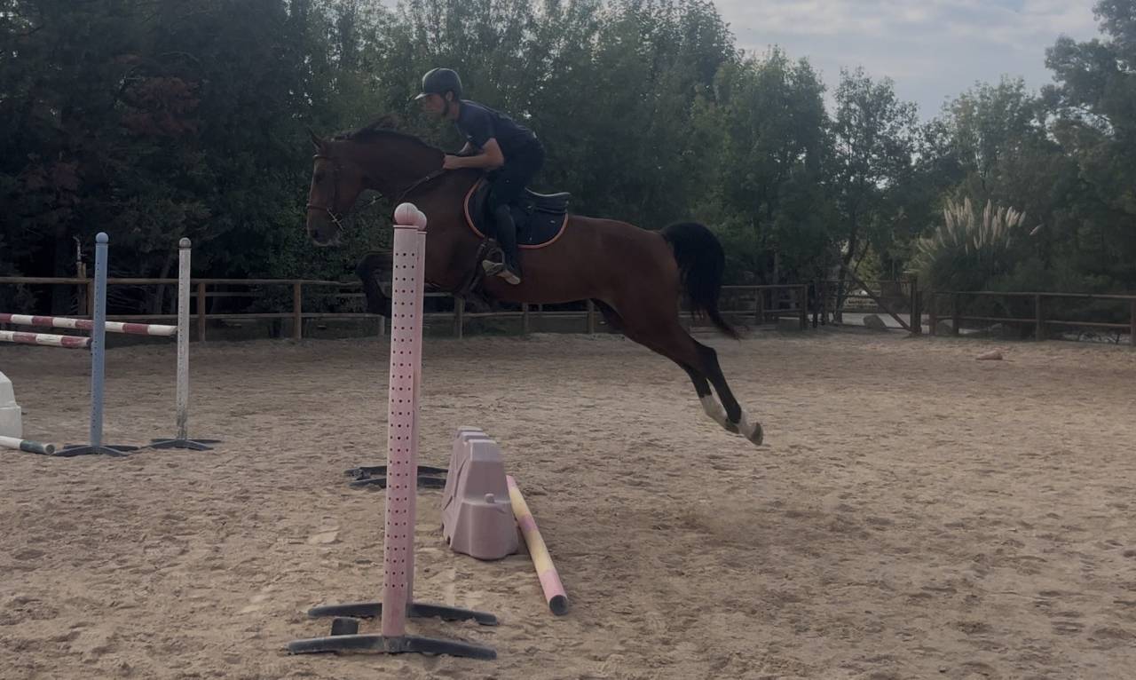 Jument 4 ans a vendre paca