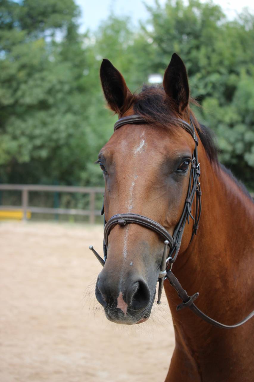 Jument 4 ans a vendre paca