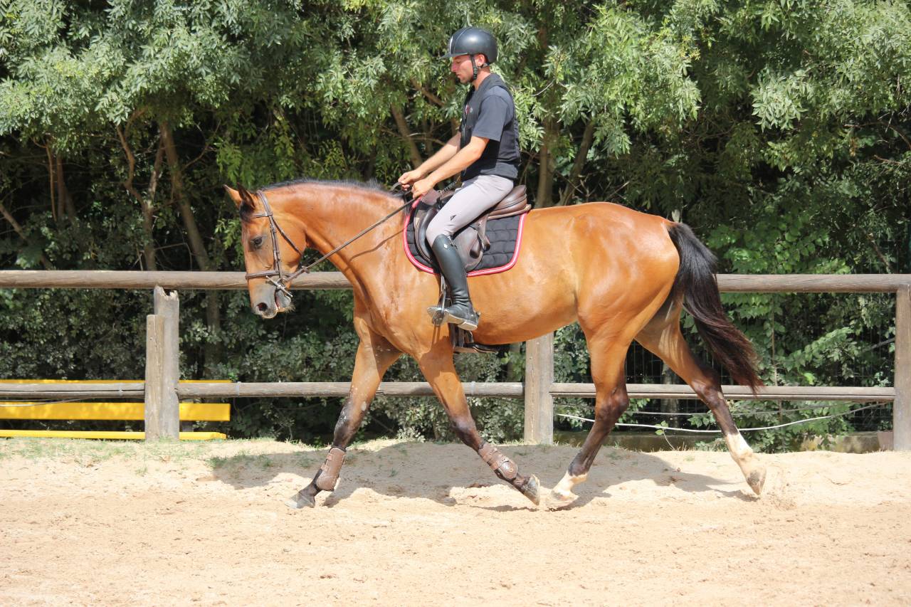 Jument 4 ans a vendre paca