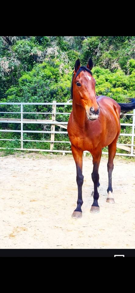 Demi pension Caillotin psa 10ans 1m70