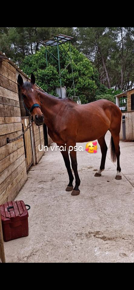 Demi pension Caillotin psa 10ans 1m70