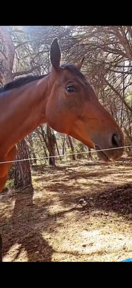 Demi pension Caillotin psa 10ans 1m70