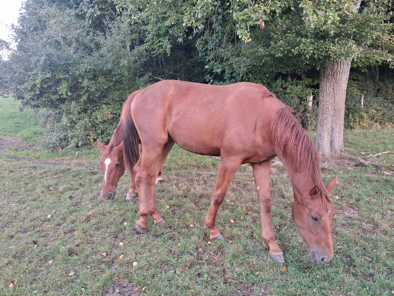 Pouliche 18 mois par Hitchcock bois margot/ scareface d