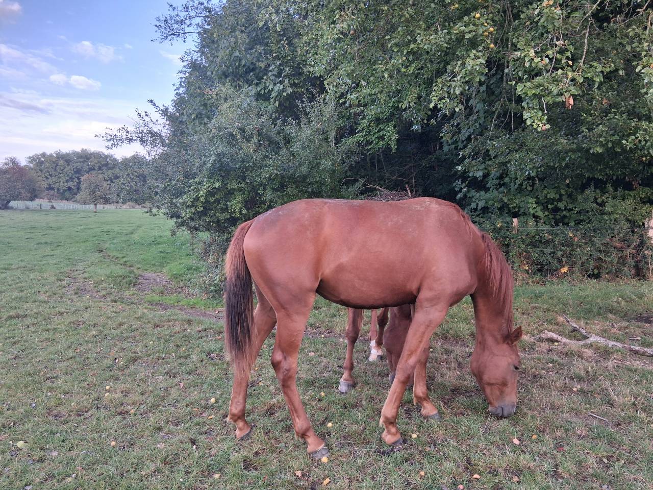 Pouliche 18 mois par Hitchcock bois margot/ scareface d