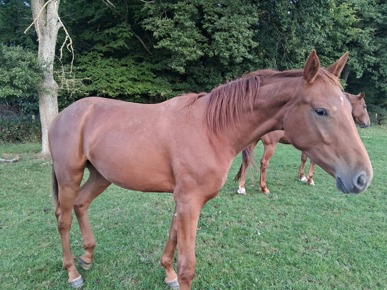Pouliche 18 mois par Hitchcock bois margot/ scareface d