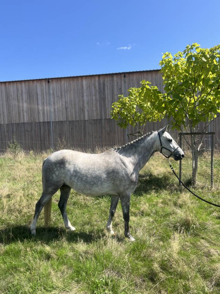 Poney Français de Selle type Welsh