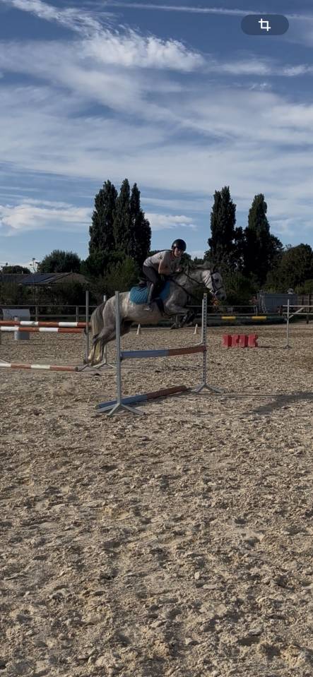 Poney Français de Selle type Welsh