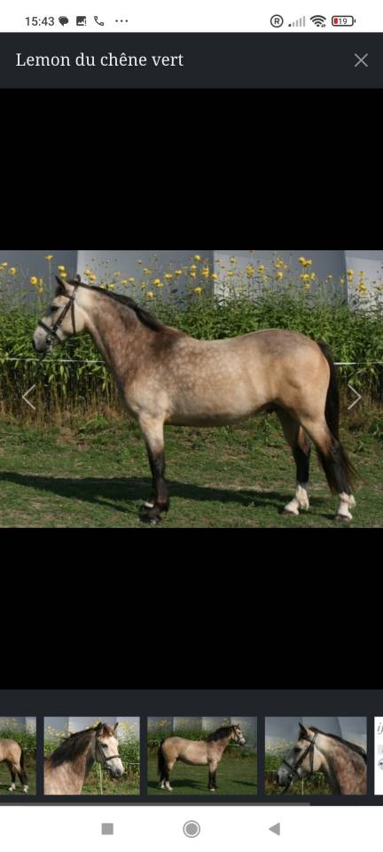 Poney D