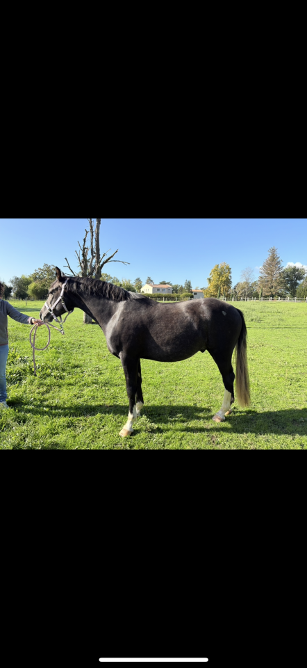 Poney hongre 2 ans welsh part bred