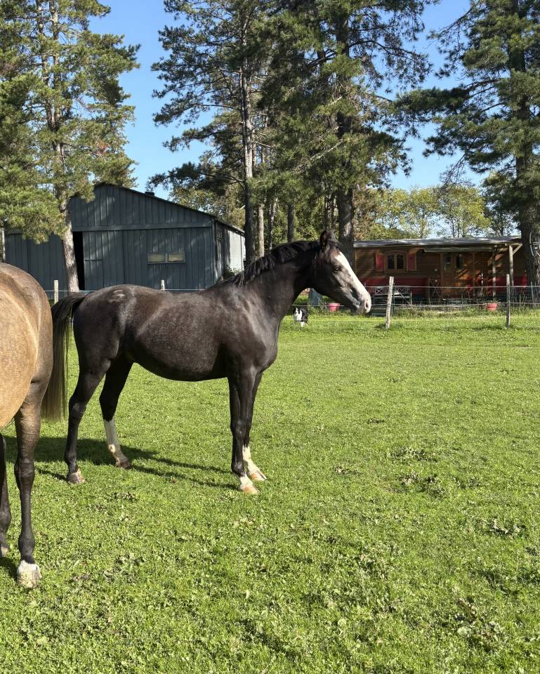 Poney hongre 2 ans welsh part bred