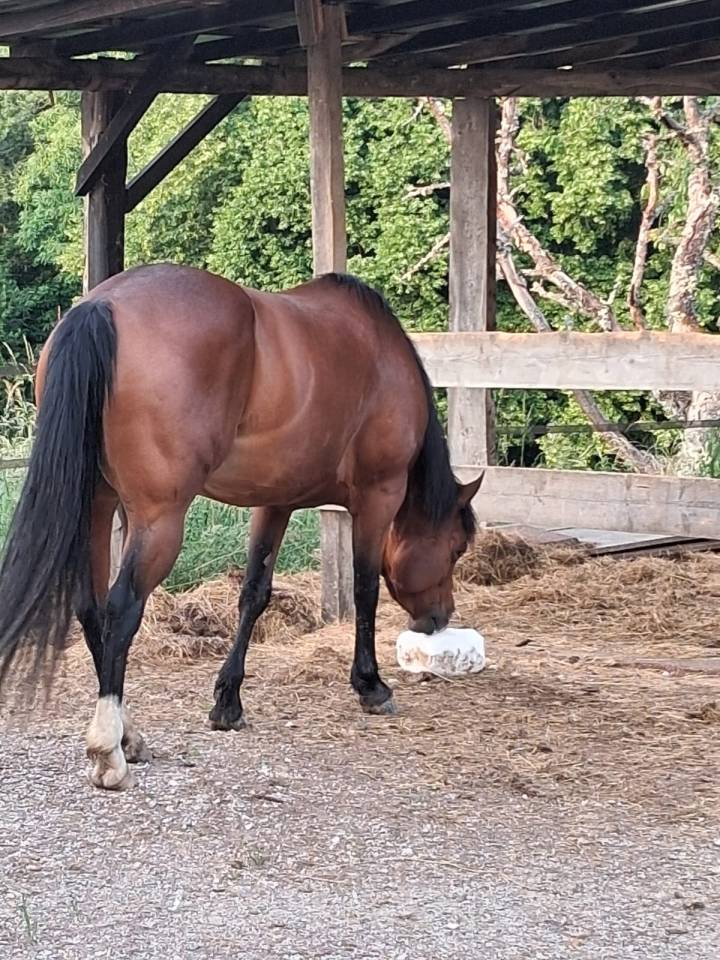 Jument quarter horse PP