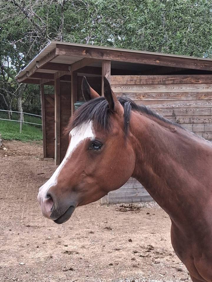 Jument quarter horse PP