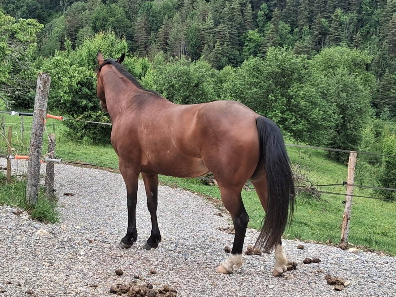 Jument quarter horse PP