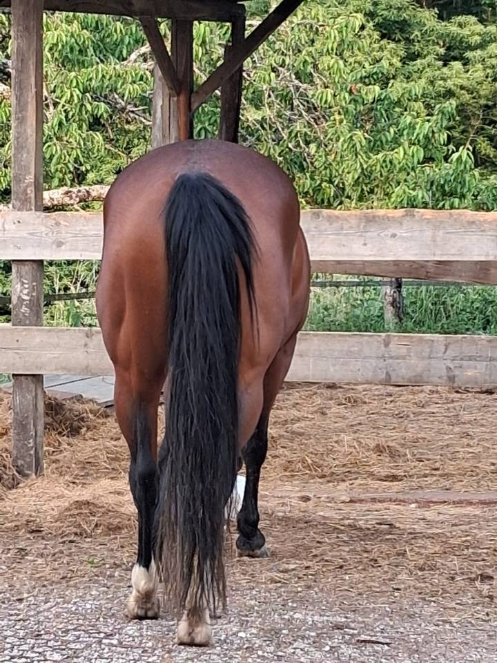 Jument quarter horse PP