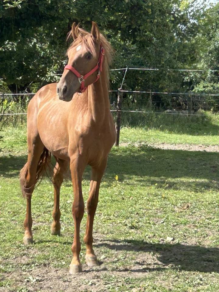 Poulain 2024 Pure Race Espagnole  17 mois