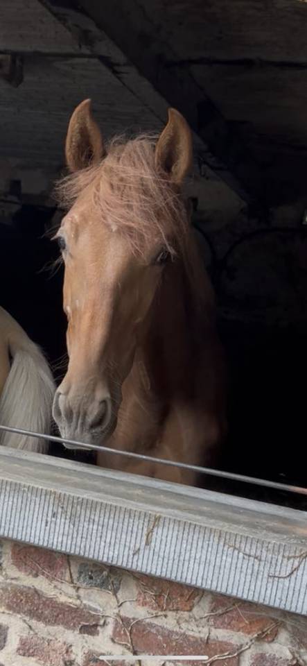 Poulain 2024 Pure Race Espagnole  17 mois