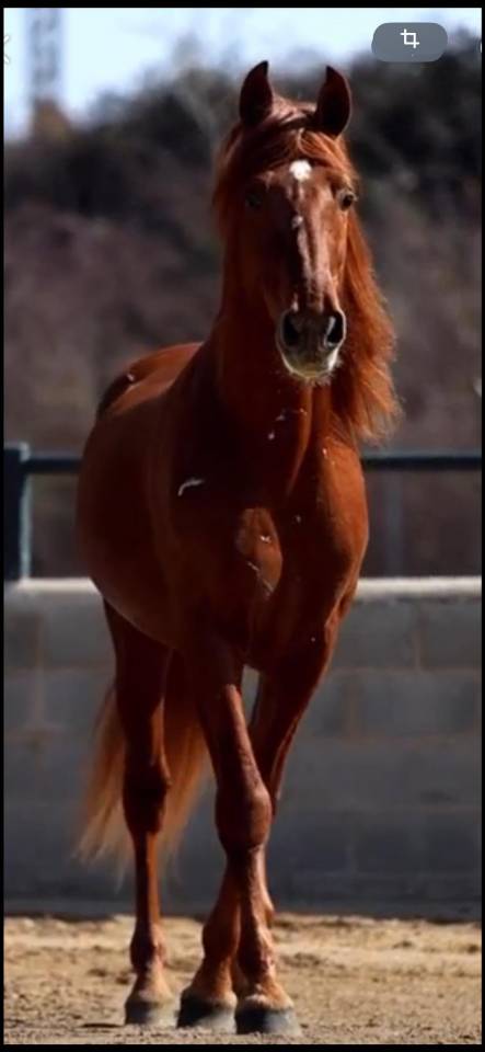 Poulain 2024 Pure Race Espagnole  17 mois