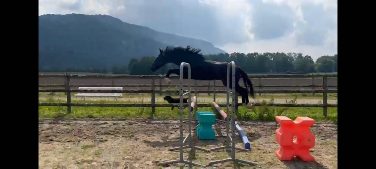 2,5 ans, petit fils de diarado, petit fils de plot blue