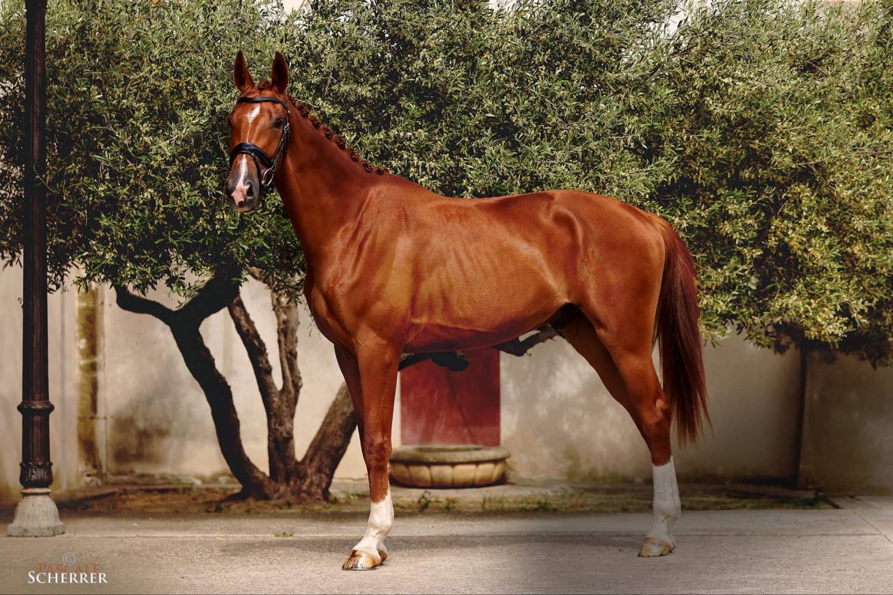 Flamin Groovy des Paluds 