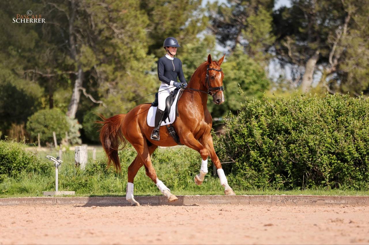 Flamin Groovy des Paluds 