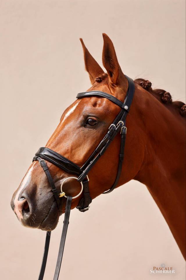 Flamin Groovy des Paluds 