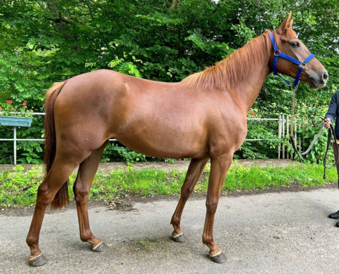 Jument PS arabe 3 ans