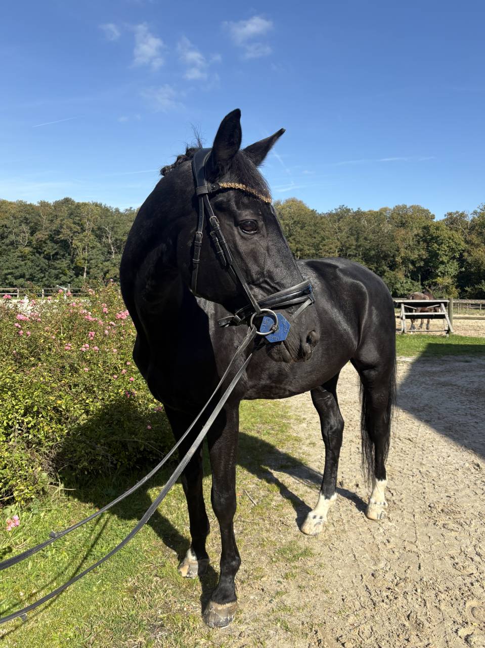 Hongre noir 13 ans DRESSAGE