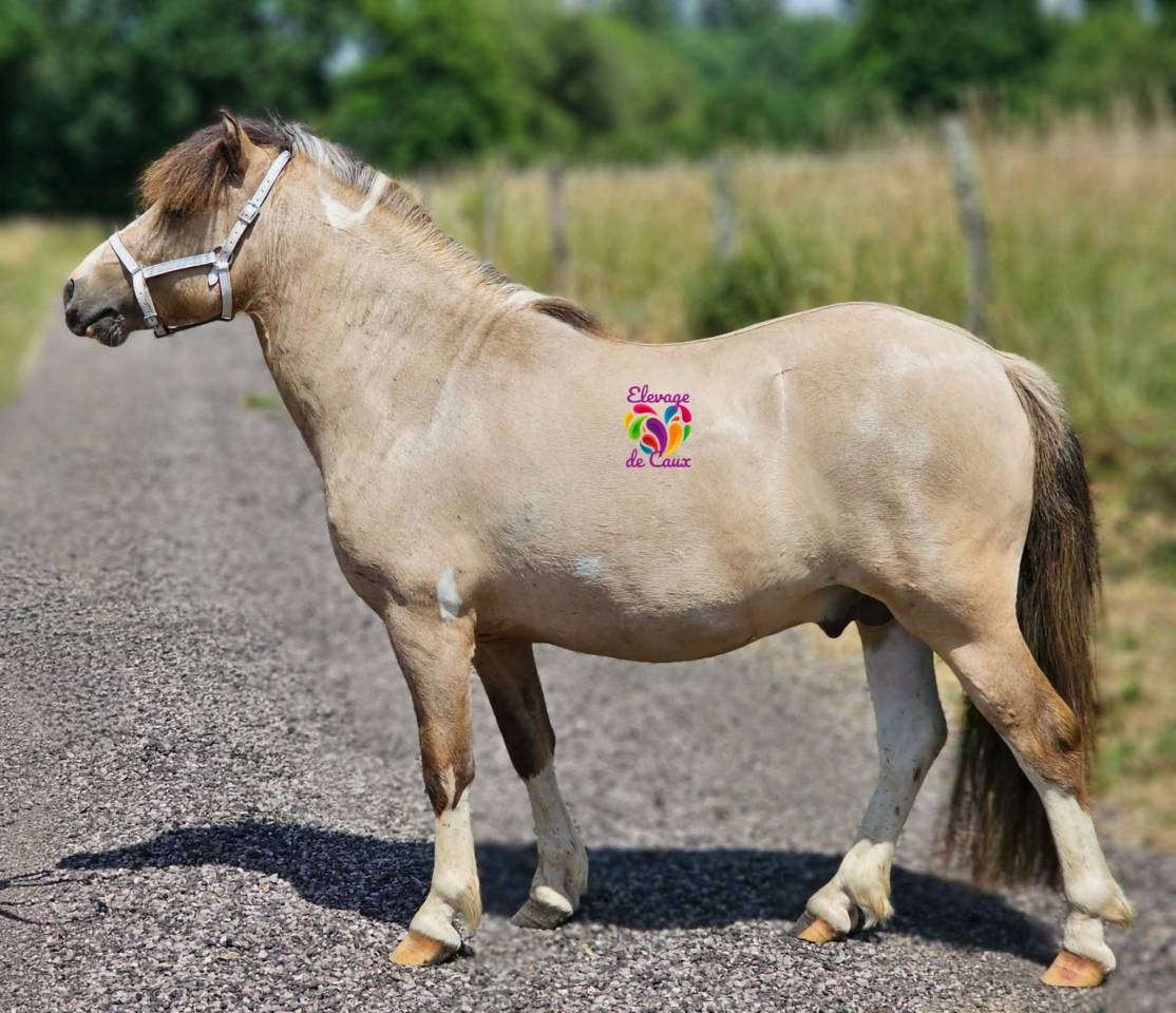 LOT DE 6 PONEYS PLEINS PAPIERS