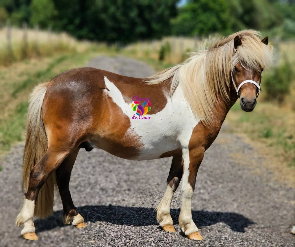 LOT DE 6 PONEYS PLEINS PAPIERS