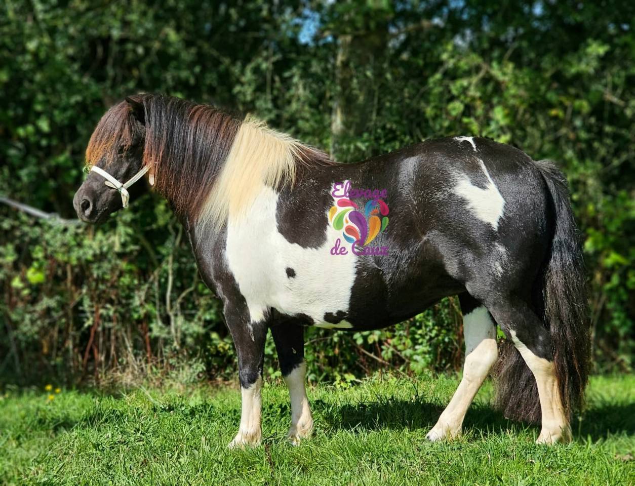 LOT DE 6 PONEYS PLEINS PAPIERS