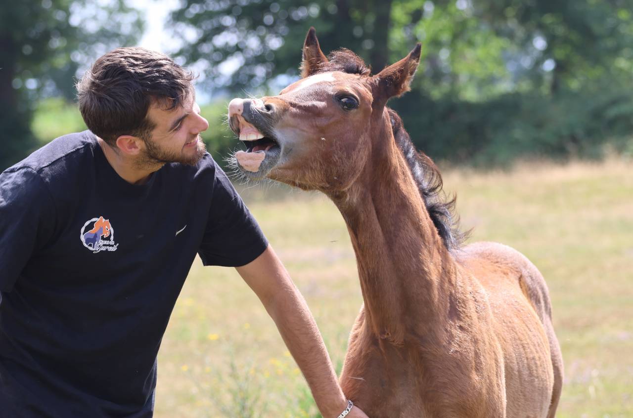 Superbe pouliche Welsh Cob baie 2025
