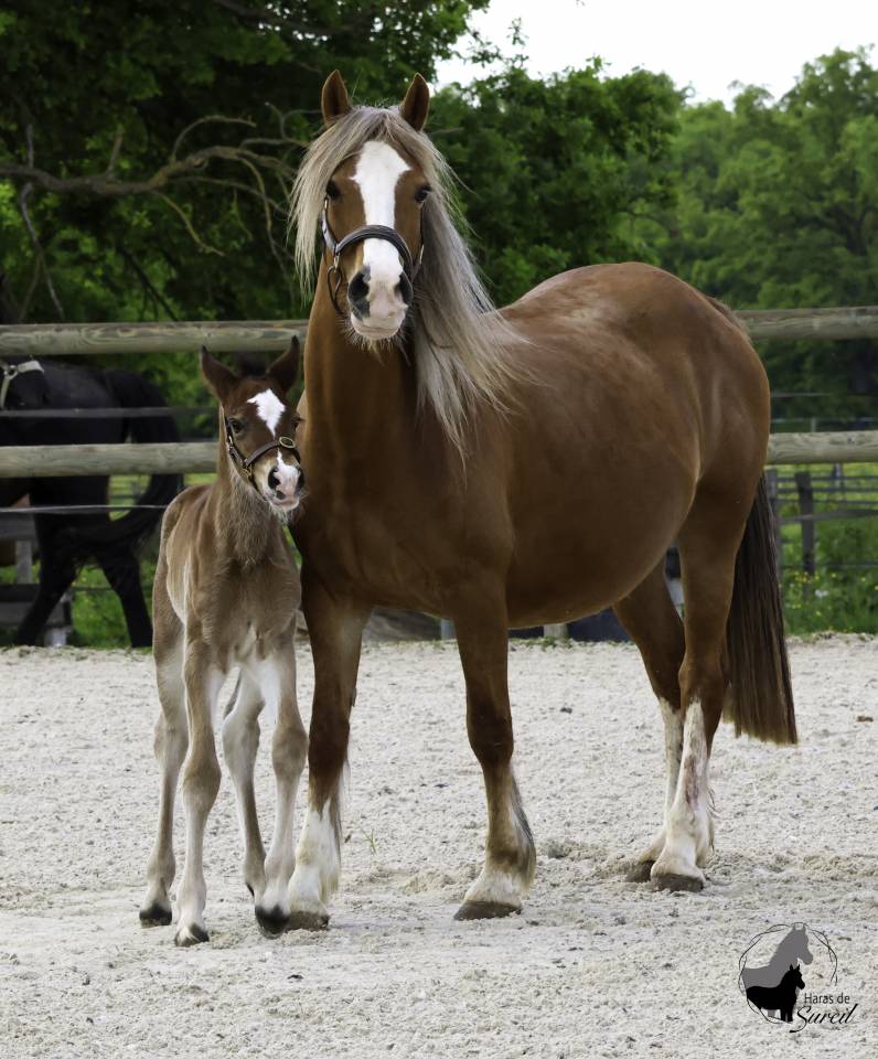 Superbe pouliche Welsh Cob baie 2025